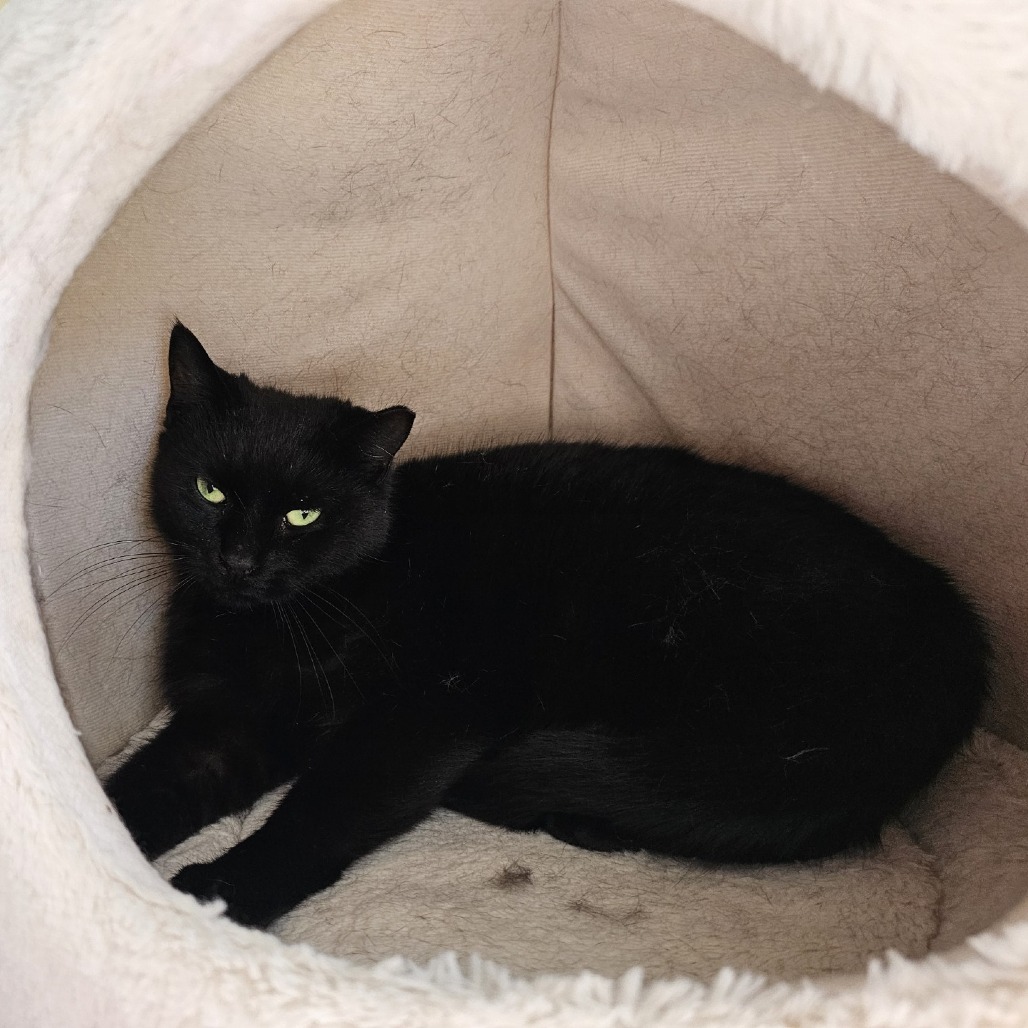 Mochi