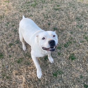 Rose, Adult Female Mixed Breed