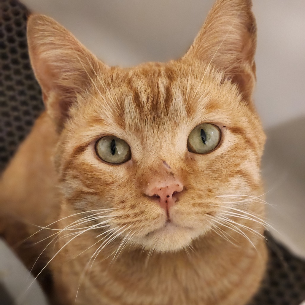 Simba 2