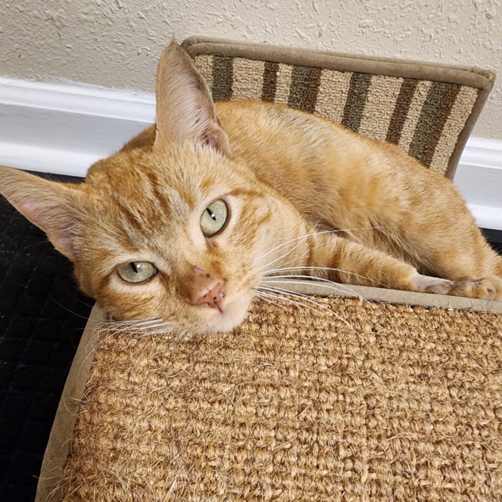 Simba 2