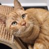 Simba 2 photo 3
