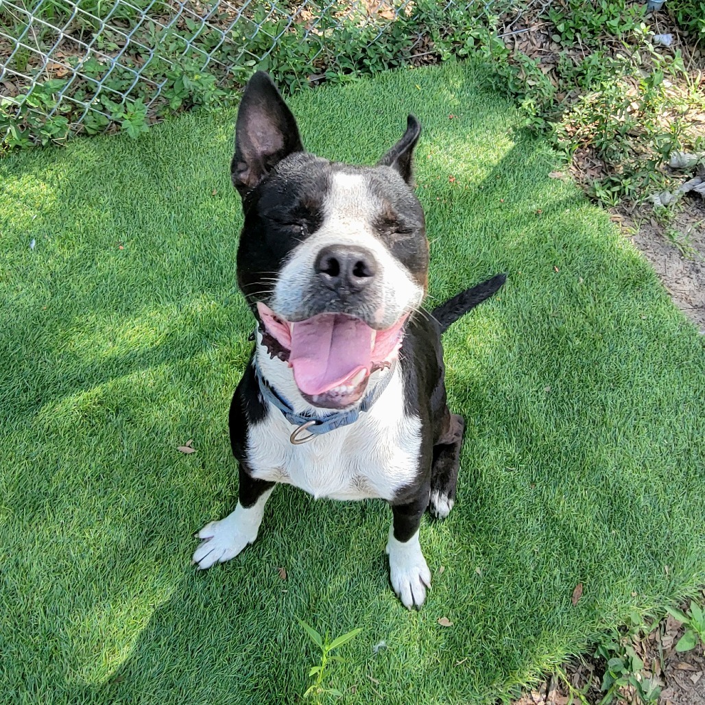 Louie