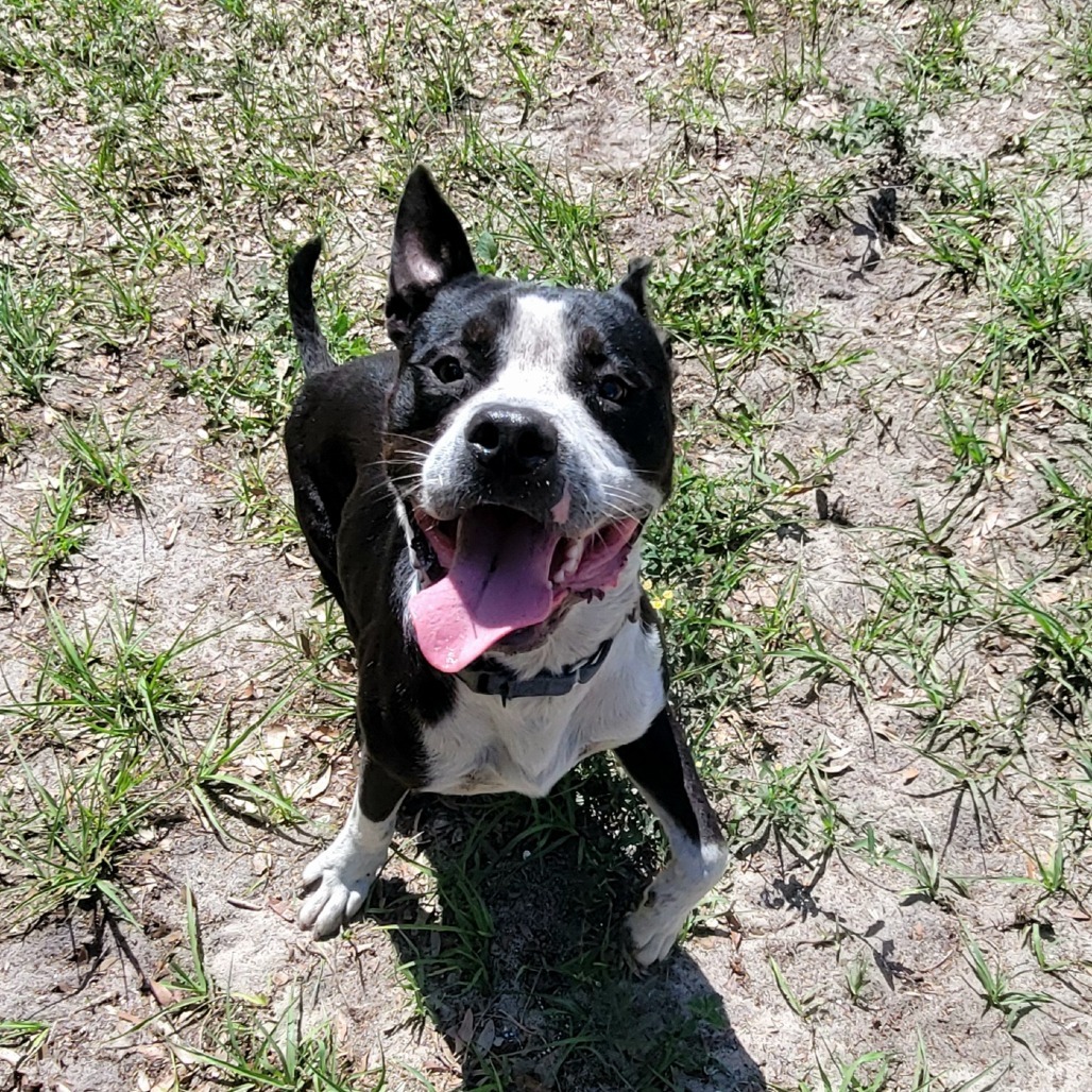 Louie