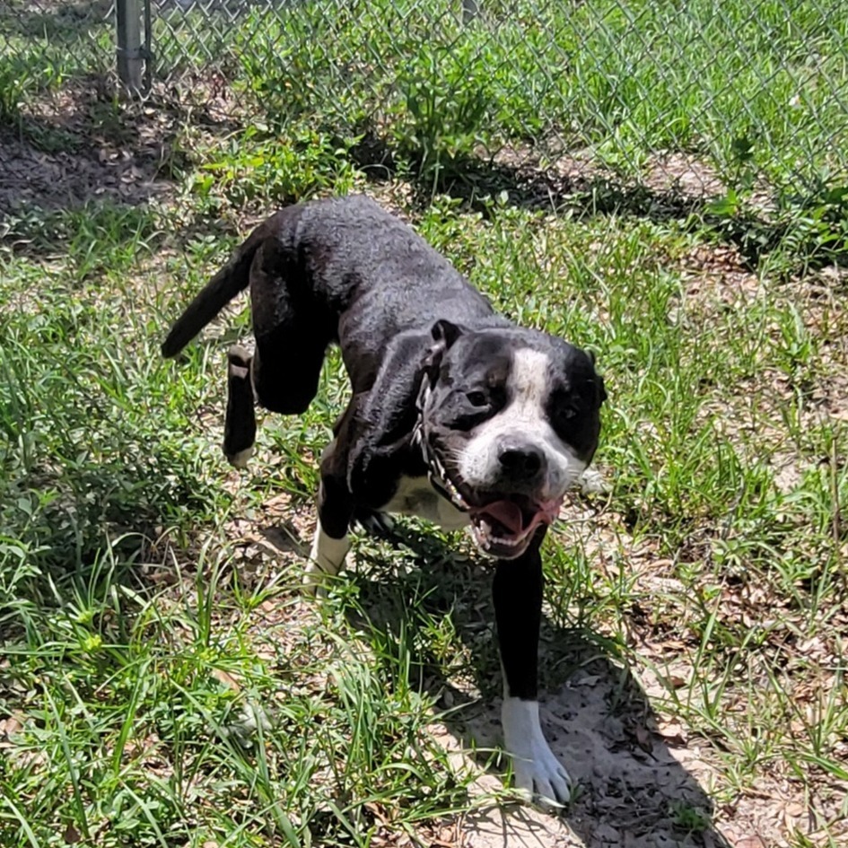 Louie