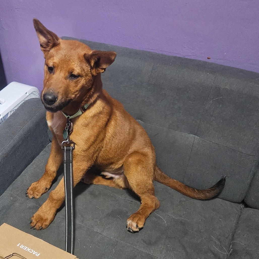 Clifford, an adoptable Mixed Breed in Sioux Falls, SD, 57106 | Photo Image 2