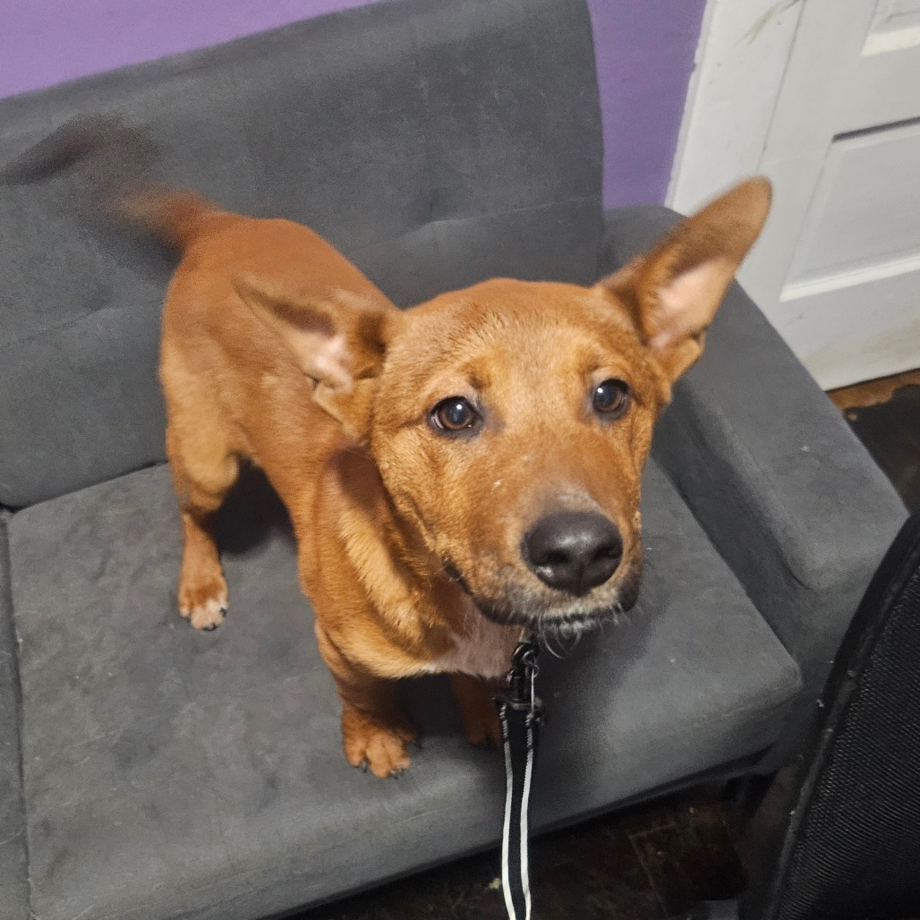 Clifford, an adoptable Mixed Breed in Sioux Falls, SD, 57106 | Photo Image 3