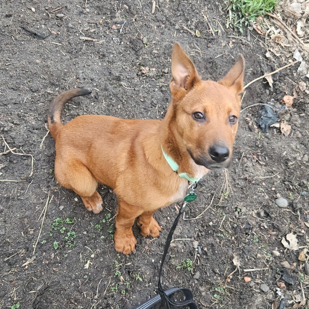 Clifford, an adoptable Mixed Breed in Sioux Falls, SD, 57106 | Photo Image 4
