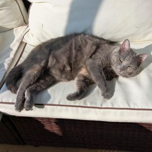 Violet, Senior Female Domestic Short Hair