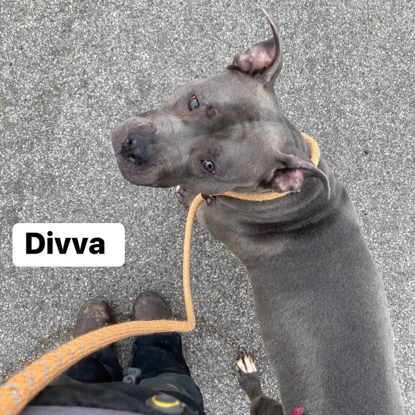 Divva