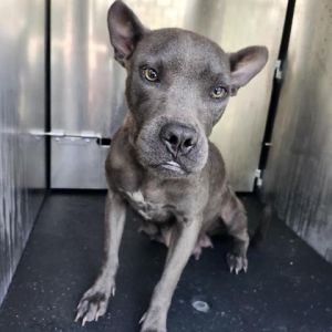 Julieta, Adult Female American Staffordshire Terrier