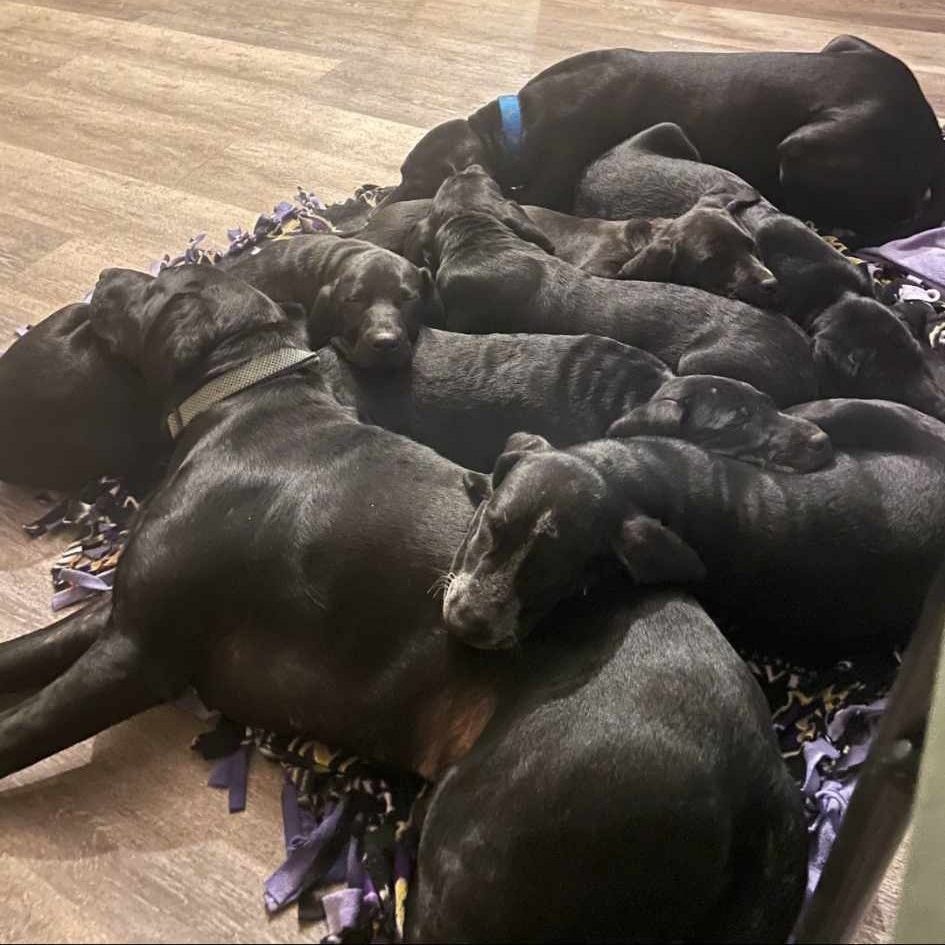 Lab puppies