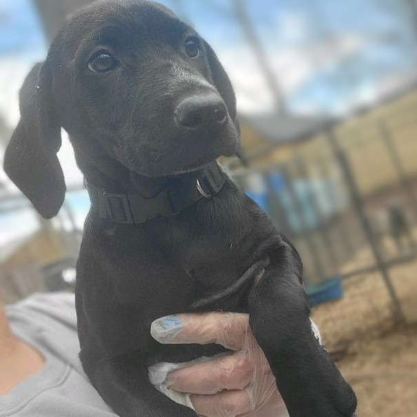 Lab puppies