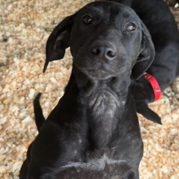 Lab puppies