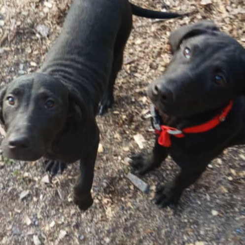 Lab puppies