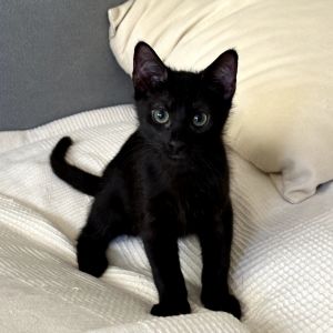 Otto, Baby Male Domestic Short Hair