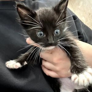 Montgomery Domestic Medium Hair Cat