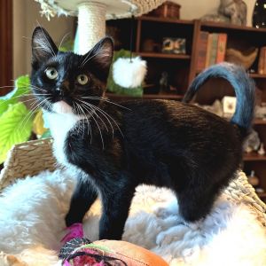Meet Montgomery a striking tuxedo gentleman with charm love and playfulness all wrapped up in one