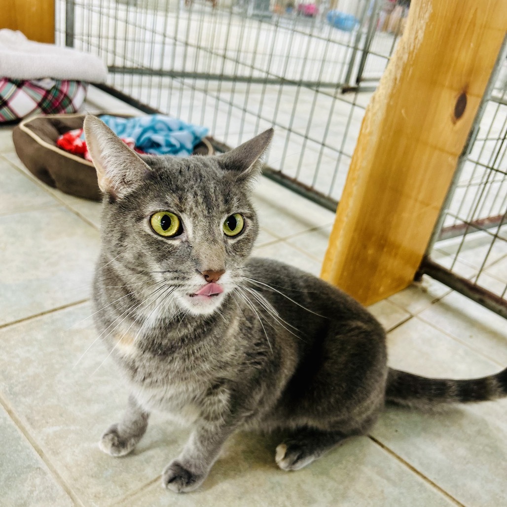 Piper (PetSmart Ithaca)