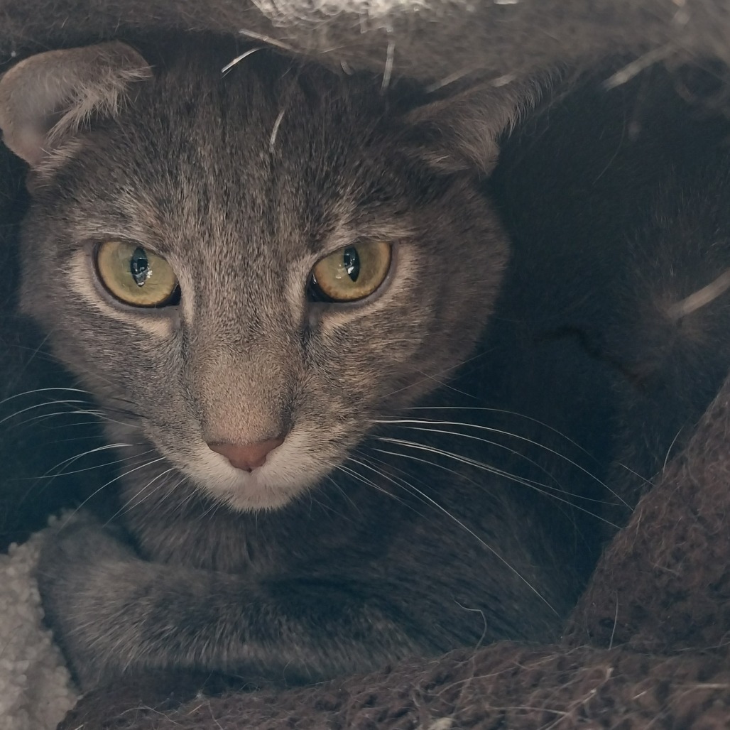 Piper (PetSmart Ithaca)