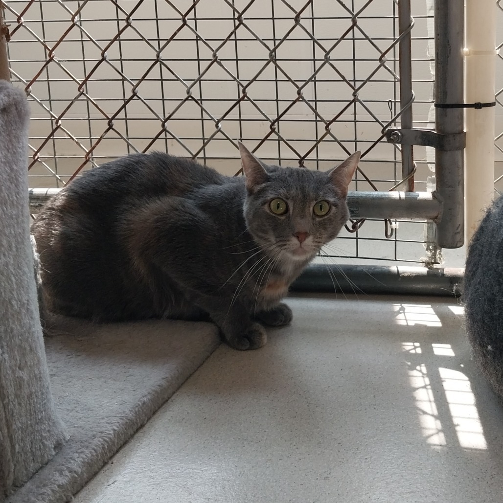 Piper (PetSmart Ithaca)