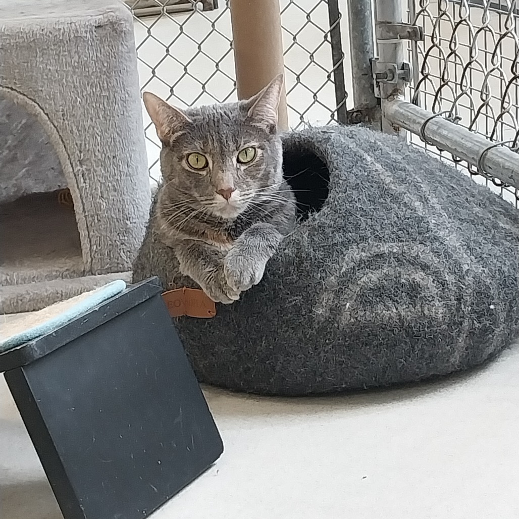 Piper (PetSmart Ithaca)