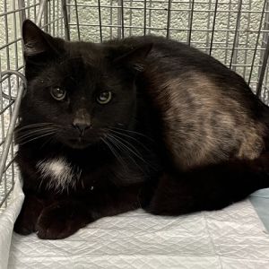 Magic Carroll (friends w/Phantom Carroll), Adult Female Domestic Short Hair
