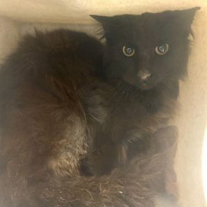 Berrycloth Carroll (friends w/Cakebread), Young Male Domestic Medium Hair