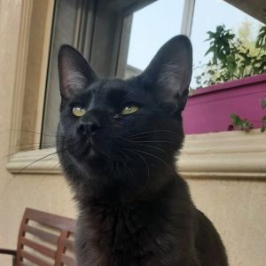 Zorro Kuwait (bonded w/Susi Kuwait), Young Male unknown