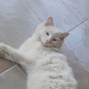 Susi Kuwait (bonded w/Zorro Kuwait), Young Female unknown