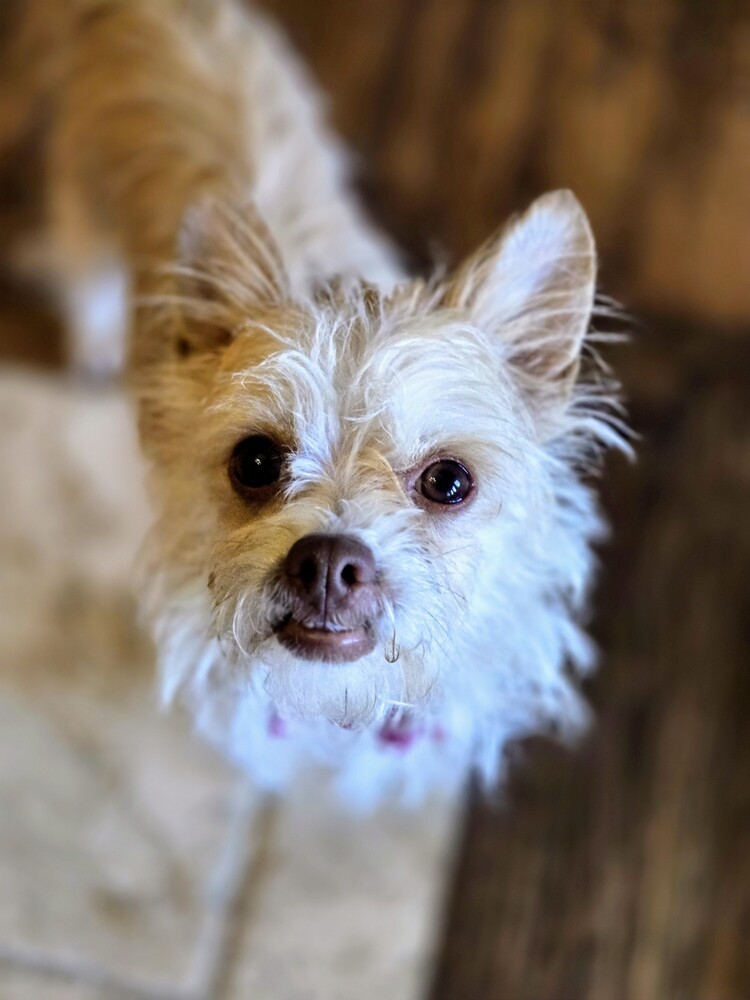 Lizzy