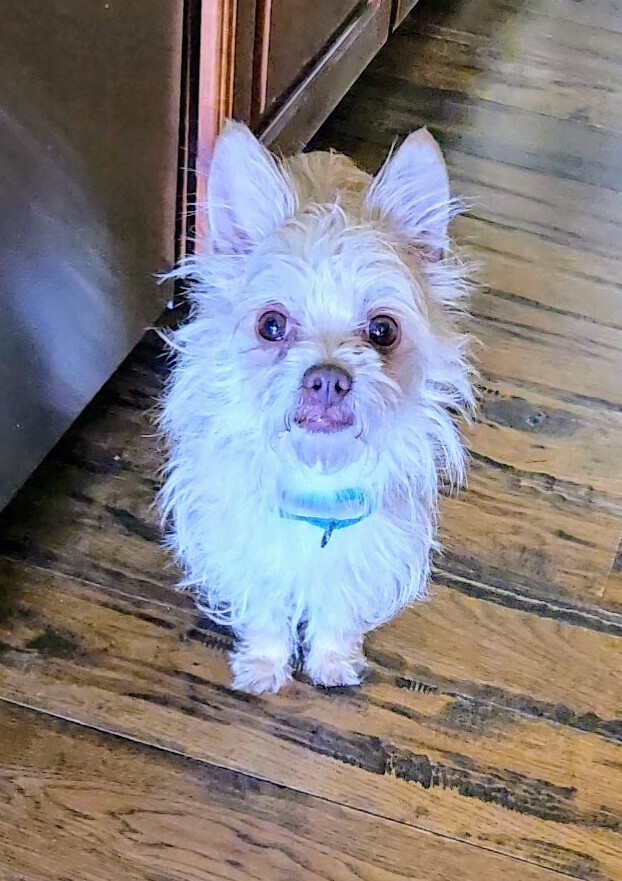 Lizzy