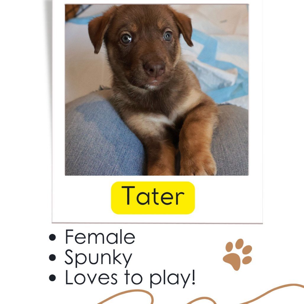 Tater