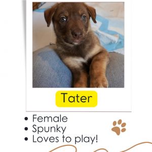 Tater is a a spunky chunky potato who is ready to find her forever home Shes a playful gal who