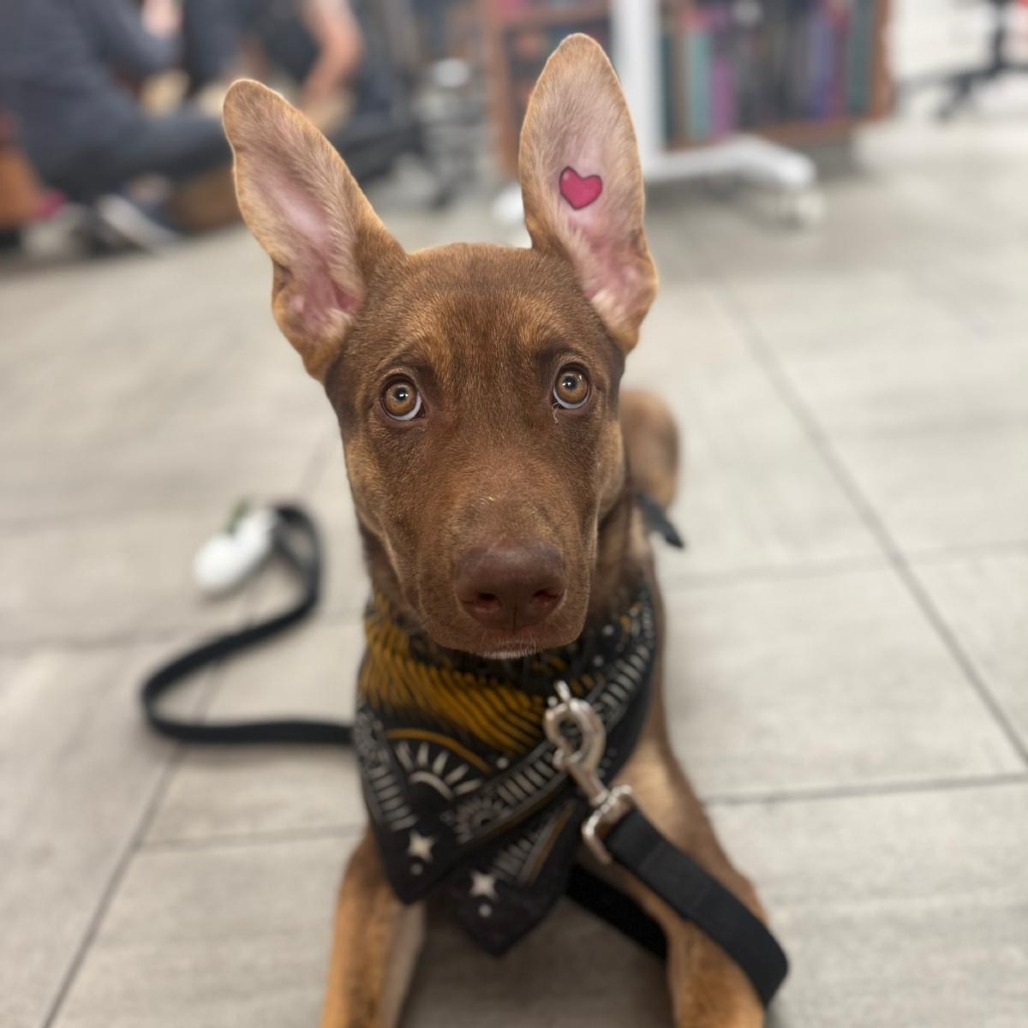 Tater