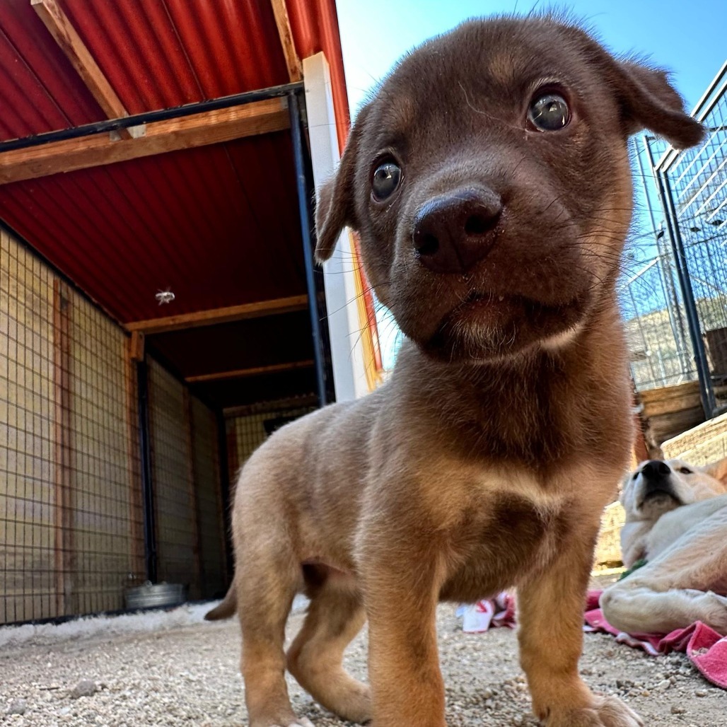Tater