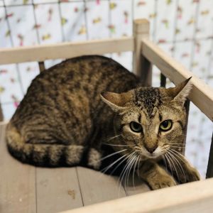 Sasha Fierce, Adult Female unknown