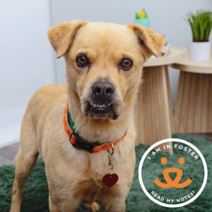Ginkgo is a sweet playful four-year-old pup with a gentle spirit and a big heart Hes very people-