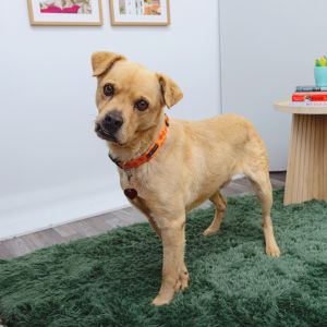 Ginkgo is a sweet and playful 4-year-old pup with a gentle spirit who loves making new friends He e