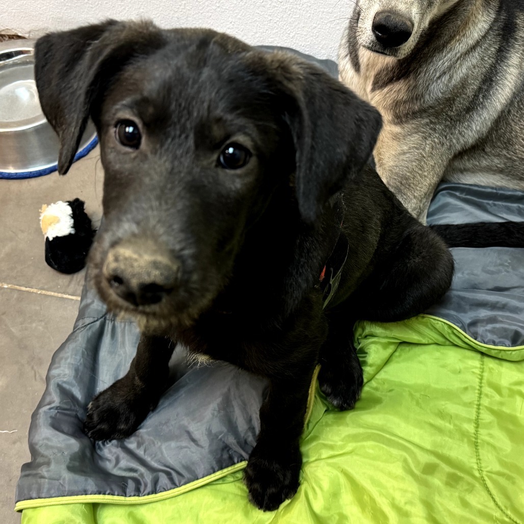 Scarlet - Loves Treats & Dogs!