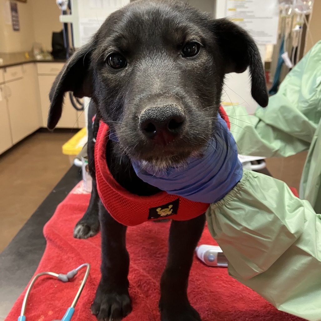 Scarlet - Loves Treats & Dogs!