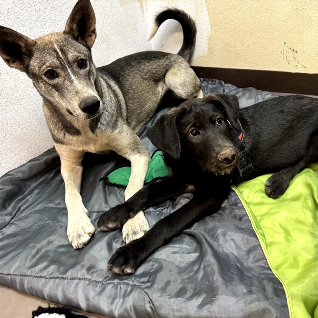 Scarlet - Loves Treats & Dogs!