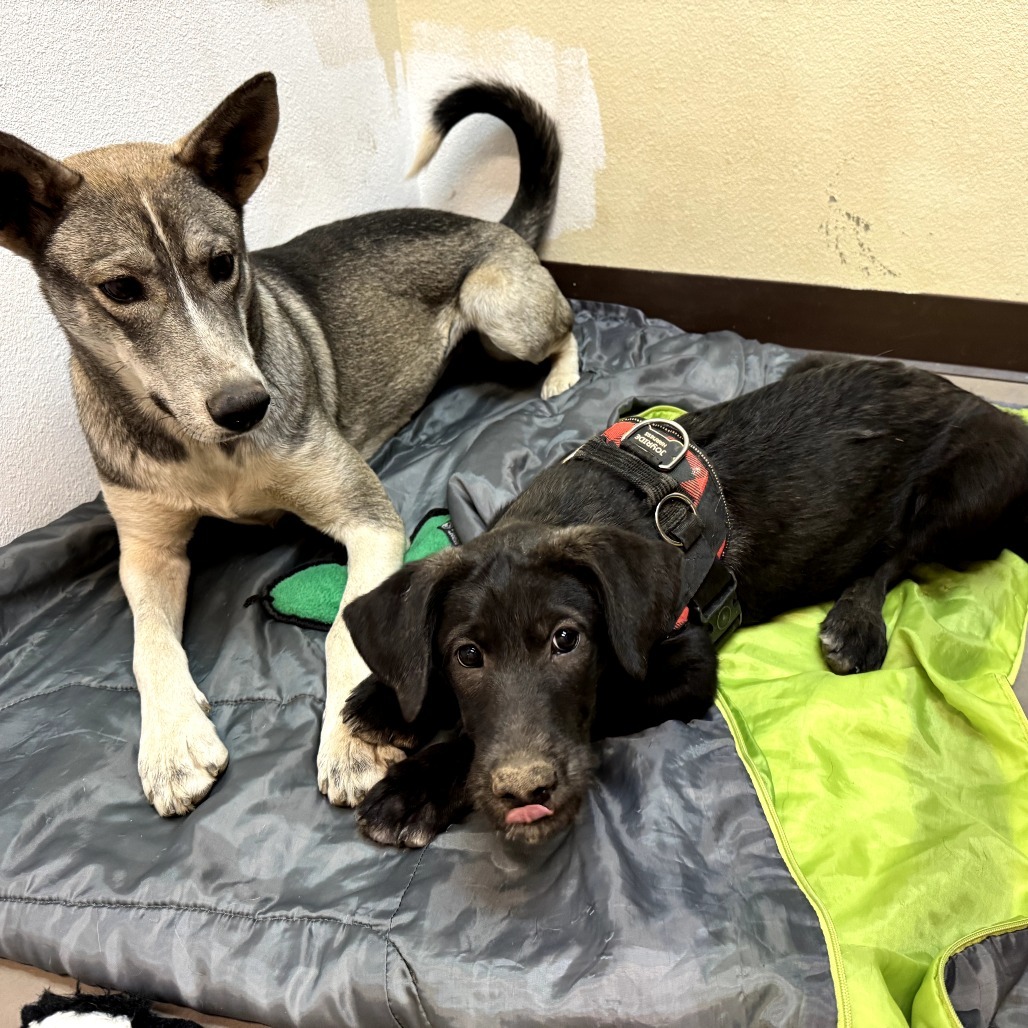Scarlet - Loves Treats & Dogs!
