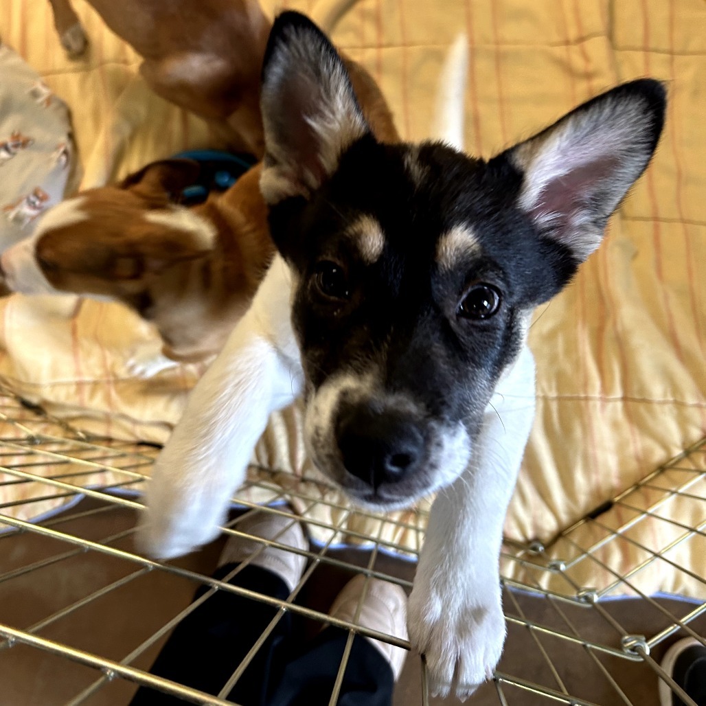 Kaboodle - Good w/ Dogs, Cats, & Kids!