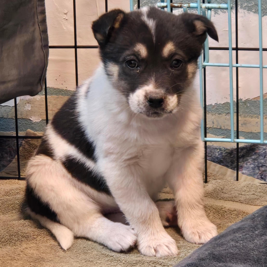 Kaboodle - Good w/ Dogs, Cats, & Kids!