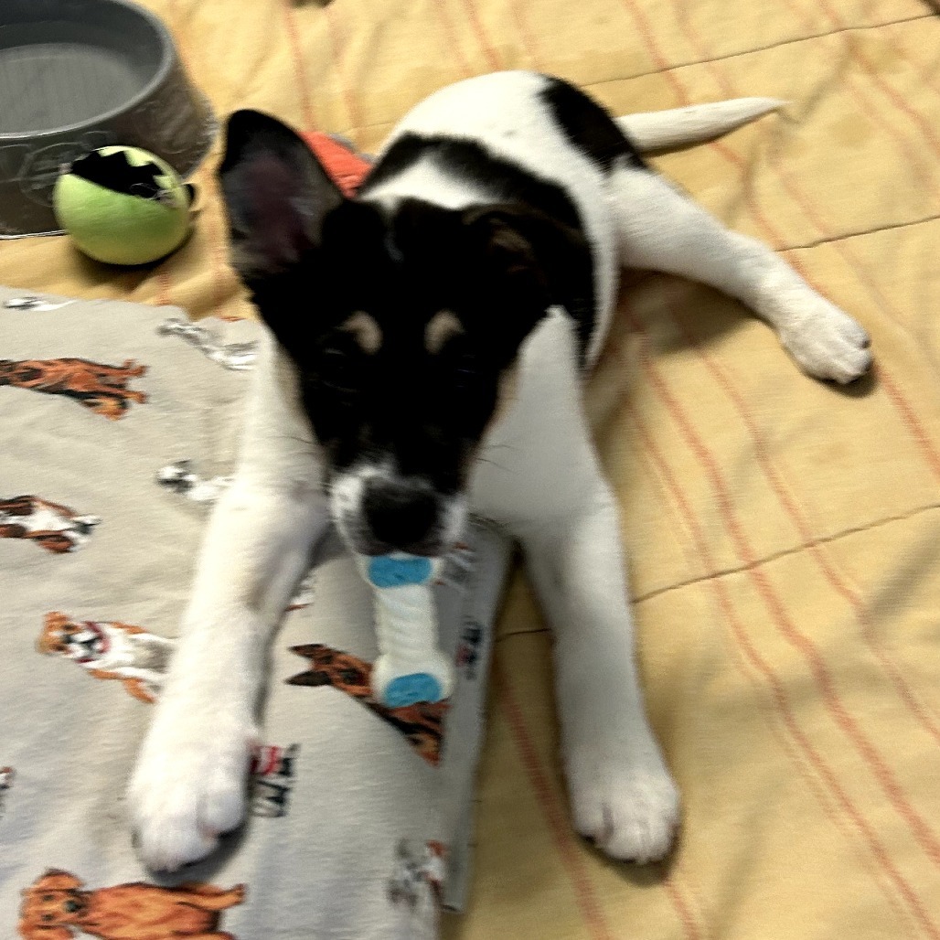 Kaboodle - Good w/ Dogs, Cats, & Kids!