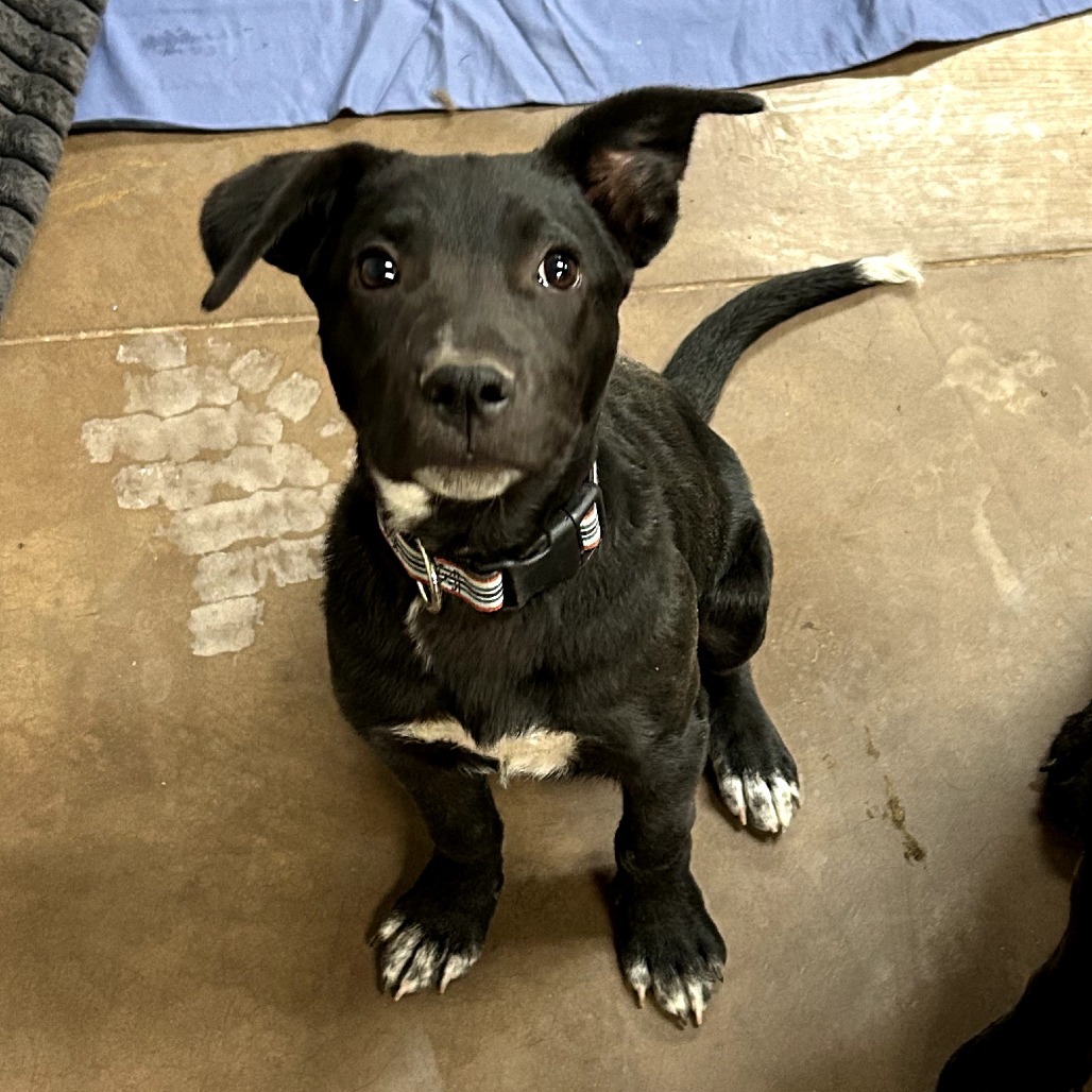 Cody - Handsome & Curious! Good w/ Dogs!