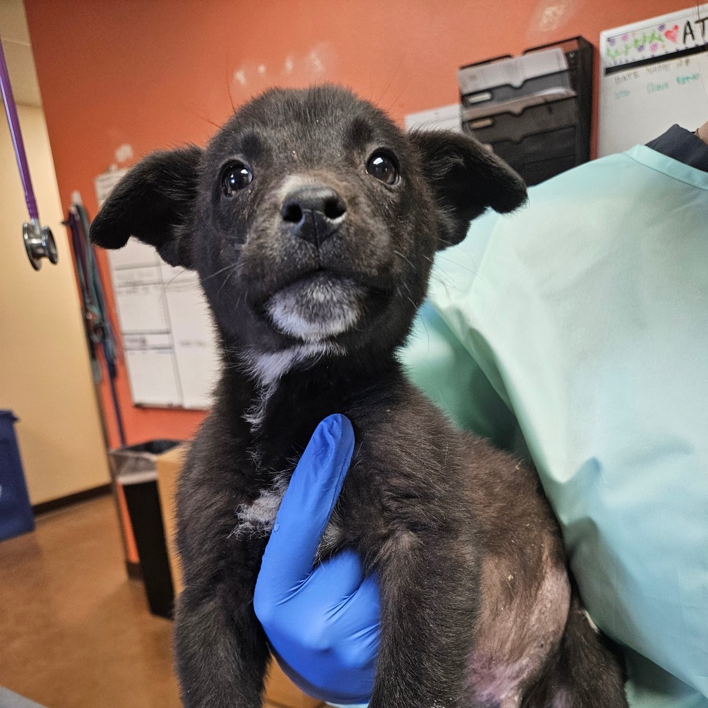 Cody - Handsome & Curious! Good w/ Dogs!