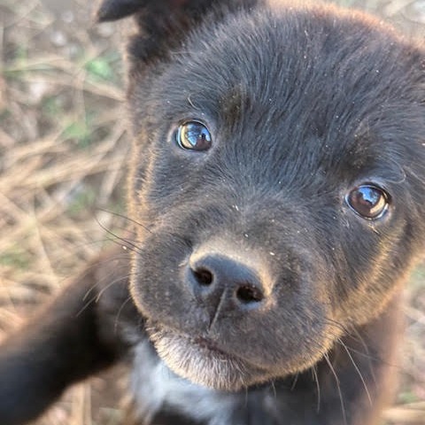 Cody - Handsome & Curious! Good w/ Dogs!