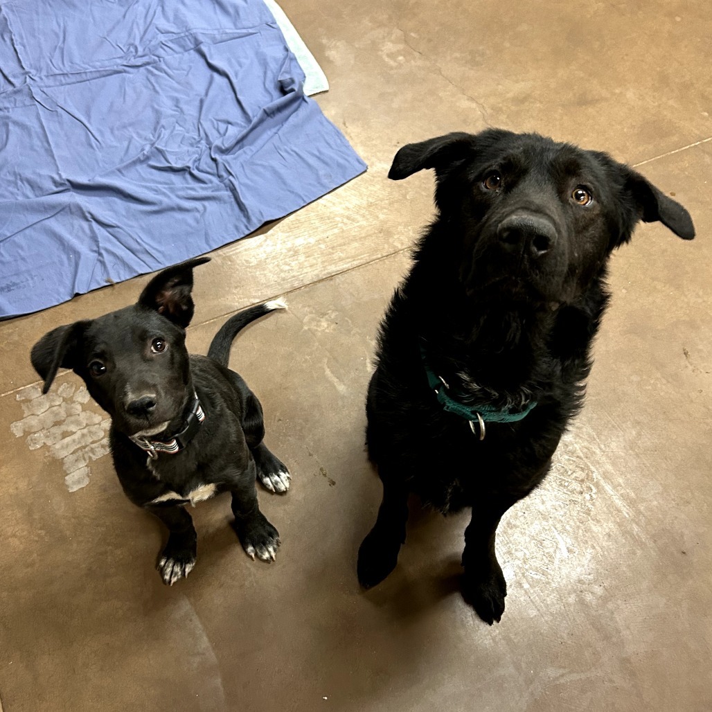 Cody - Handsome & Curious! Good w/ Dogs!