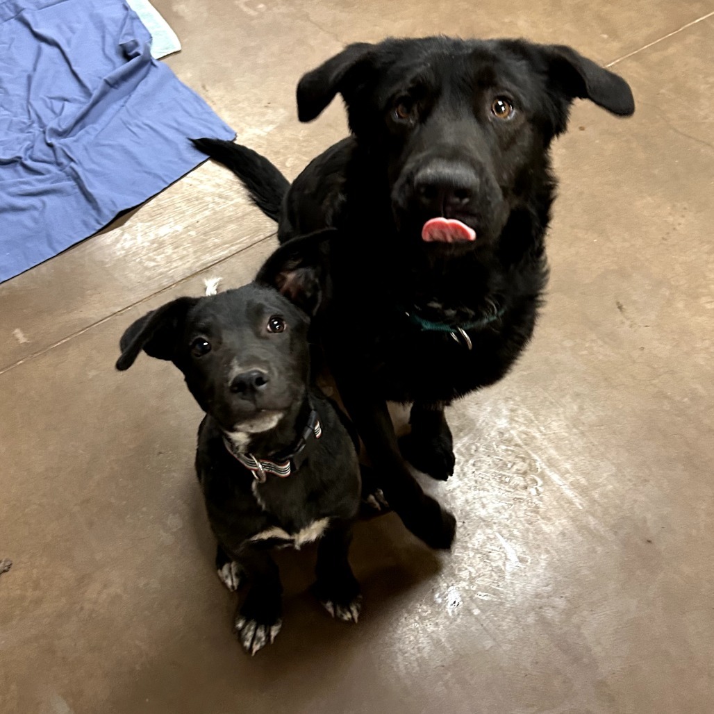Cody - Handsome & Curious! Good w/ Dogs!